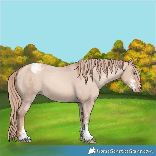 Horse Color:Gold Champagne Dun Sabino Appaloosa 
