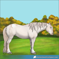 Horse Color:Gold Champagne Dun Sabino Appaloosa 