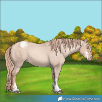 Horse Color:Gold Champagne Dun Sabino Appaloosa 