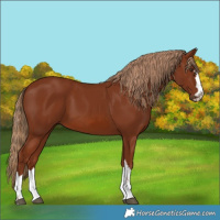 Horse Color:Chestnut 