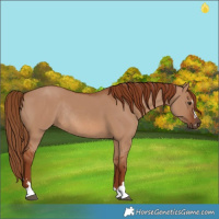 Horse Color:Red Dun Rabicano