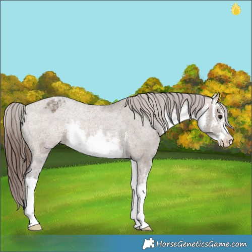 Horse Color:White Spotted Bay Ice Dun Varnish Rabicano 