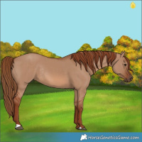 Horse Color:Red Dun Rabicano 