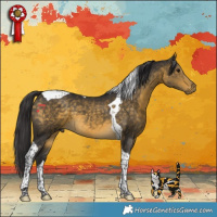 Horse Color:Buckskin Tobiano