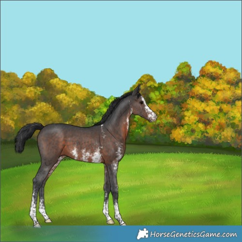 Horse Color:Brown Sabino 