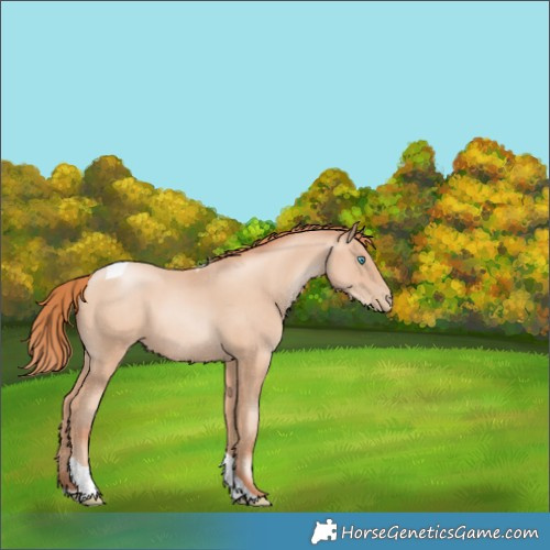 Horse Color:Sable Champagne Pearl Tobiano 