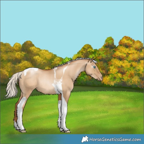Horse Color:Gray Silver Classic Champagne Pearl Dun Tobiano Varnish Rabicano 