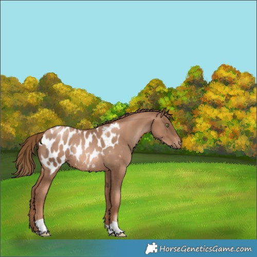 Horse Color:Liver Chestnut Pearl Blanket Rabicano 