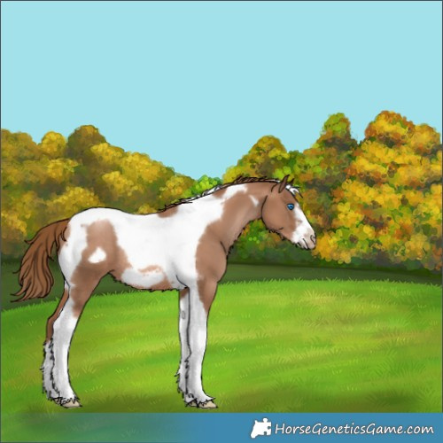 Horse Color:Liver Chestnut Pearl Tobiano Frame Rabicano 
