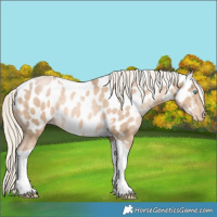 Horse Color:Chocolate Palomino Pearl Tobiano Appaloosa Rabicano 