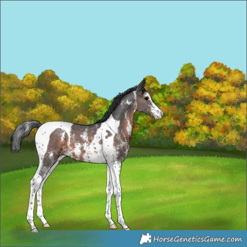 Horse Color:Brown Sabino Tobiano 