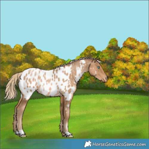 Horse Color:Chocolate Palomino Pearl Blanket Rabicano 