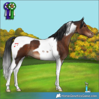 Horse Color:Brown Tobiano