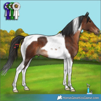 Horse Color:Brown Tobiano 