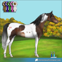 Horse Color:Brown Tobiano 