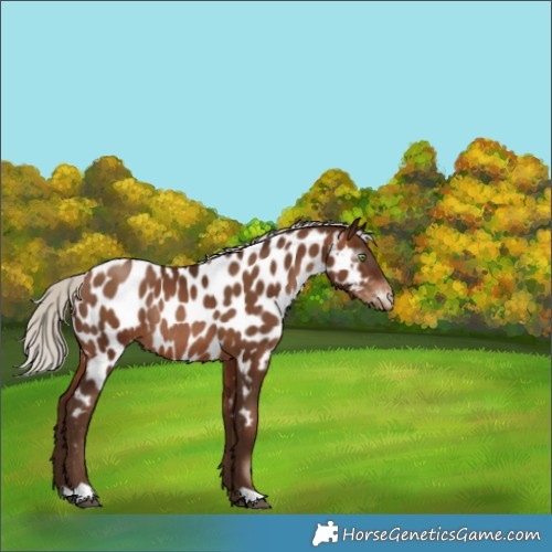 Horse Color:Gray Silver Bay Pearl Near Leopard Rabicano 
