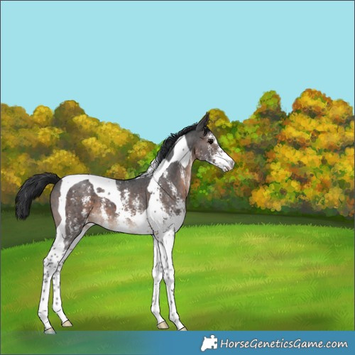 Horse Color:Brown Sabino Tobiano 