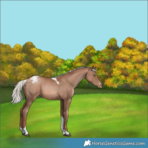 Horse Color:Silver Brown Pearl Tobiano Appaloosa 