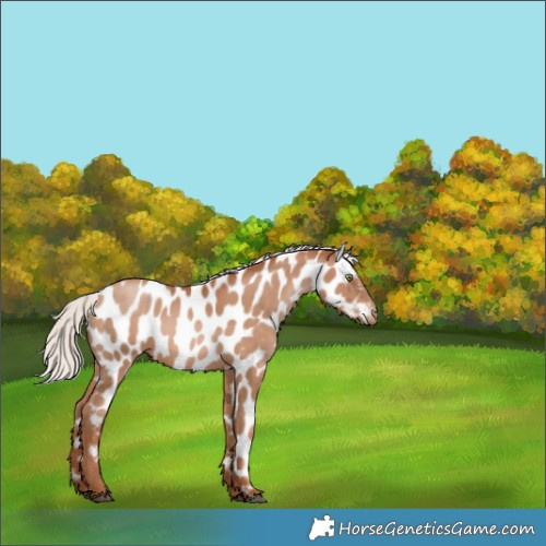 Horse Color:Silver Brown Pearl Near Leopard 