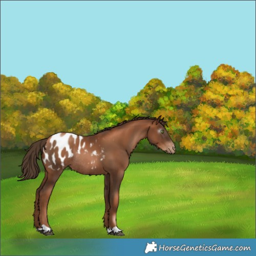 Horse Color:Gray Liver Chestnut Pearl Blanket Rabicano 