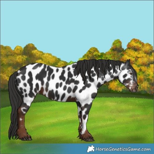 Horse Color:Gray Liver Chestnut Near Leopard 