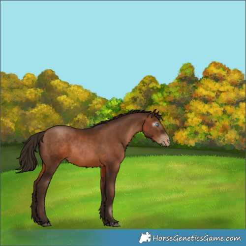 Horse Color:Gray Brown Pearl Rabicano 