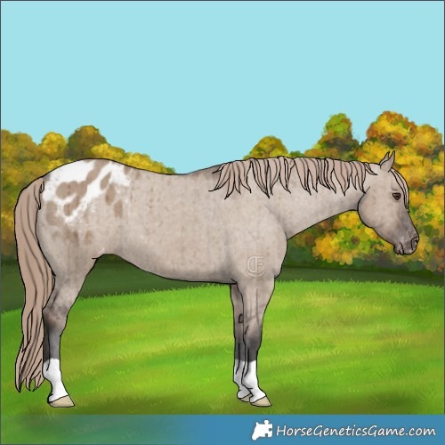 Horse Color:Liver Red Dun Appaloosa Brindle