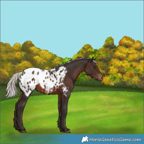Horse Color:Silver Brown Appaloosa 