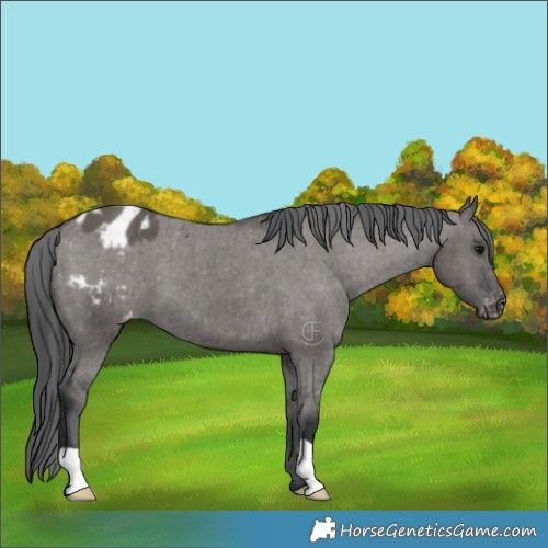 Horse Color:Grullo Appaloosa Brindle 