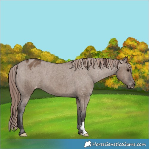 Horse Color:Liver Red Dun Appaloosa Brindle