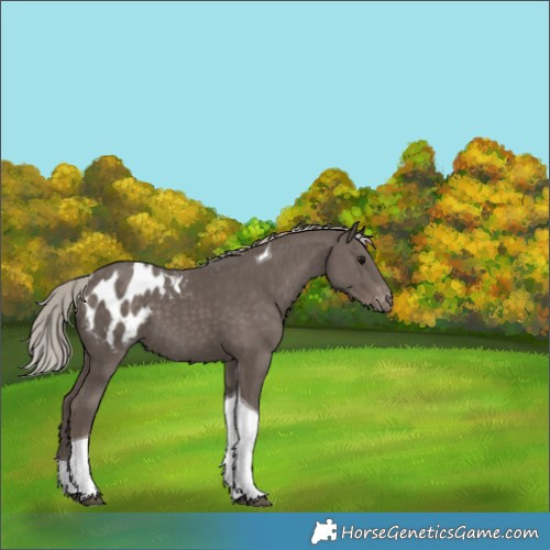 Horse Color:Silver Black Tobiano Blanket 