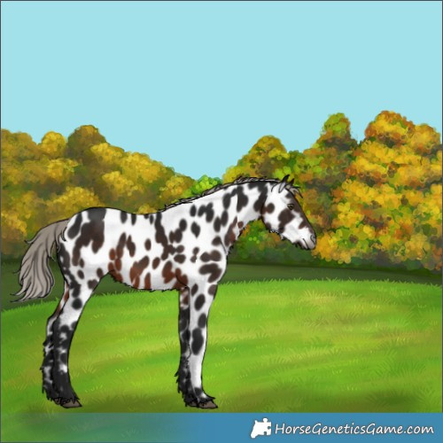Horse Color:Gray Silver Brown Near Leopard Rabicano 