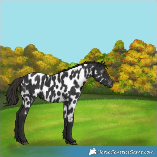 Horse Color:Gray Liver Chestnut Appaloosa 