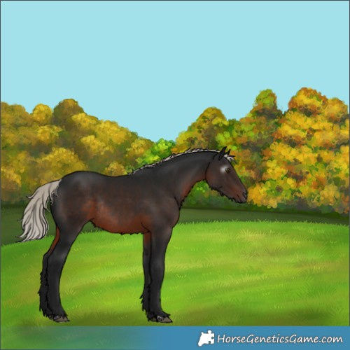 Horse Color:Gray Silver Brown Rabicano 