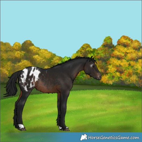Horse Color:Gray Brown Appaloosa Rabicano 