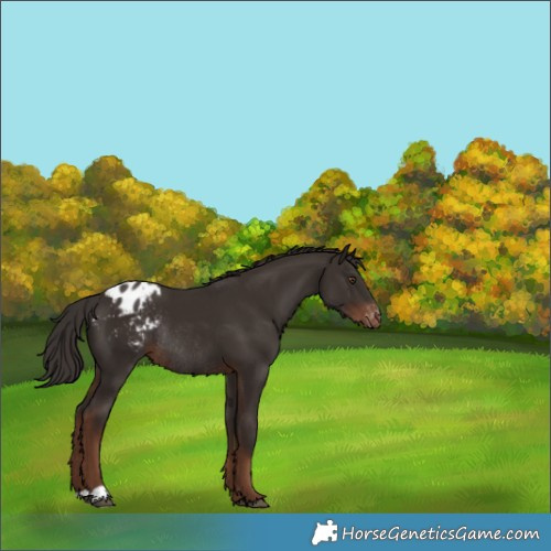 Horse Color:Liver Chestnut Varnish Rabicano 