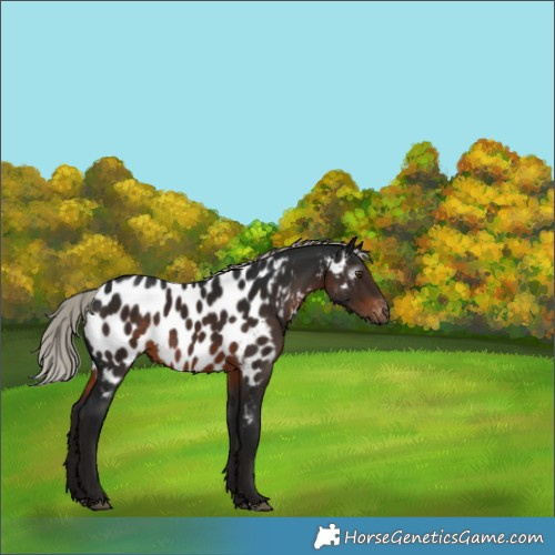 Horse Color:Gray Silver Brown Near Leopard Rabicano 