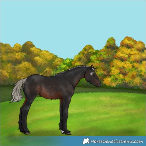 Horse Color:Gray Silver Brown Rabicano 