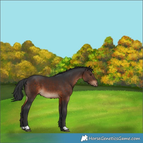 Horse Color:Brown 