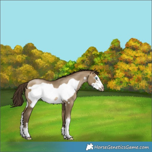 Horse Color:Gray Buckskin Pearl Dun Sabino Frame Rabicano 
