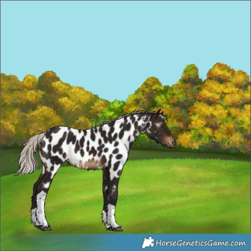 Horse Color:Gray Silver Brown Tobiano Near Leopard Rabicano 