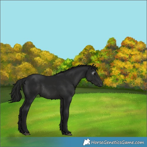 Horse Color:Gray Black Rabicano 