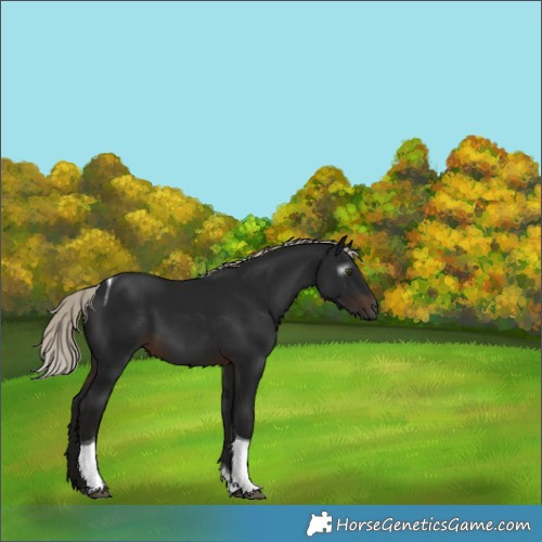 Horse Color:Gray Silver Brown Tobiano 