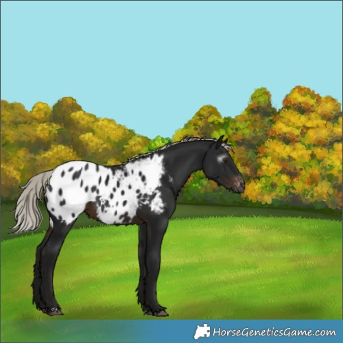 Horse Color:Gray Silver Brown Appaloosa 