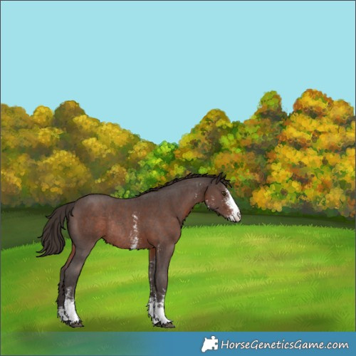 Horse Color:Liver Chestnut Sabino Appaloosa Rabicano 