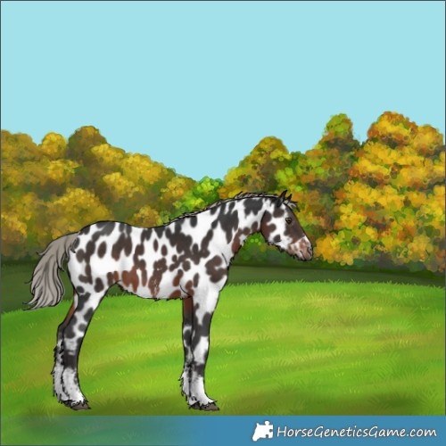 Horse Color:Gray Silver Brown Sabino Appaloosa 