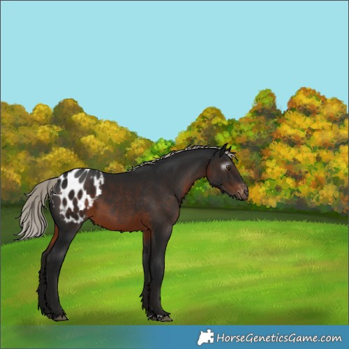 Horse Color:Gray Silver Brown Appaloosa 