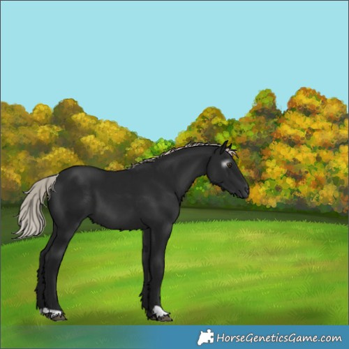 Horse Color:Gray Silver Brown 