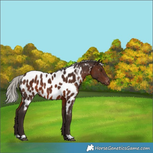 Horse Color:Silver Brown Near Leopard 