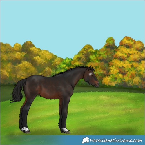 Horse Color:Gray Bay 